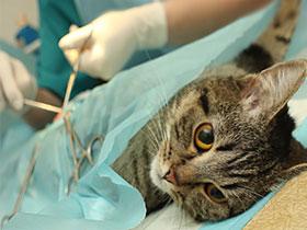 Kot podczas operacji sterylizacji