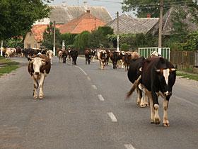 Stado krów idących po drodze