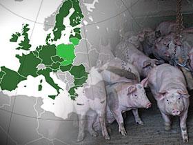 Ilustracja: mapa Europy obok stado świni