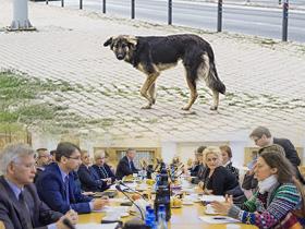 Połączone zdjęcia: Na górze bezdomny pies, poniżej uczestnicy obrad Rady do Spraw Wspierania Działań na Rzecz Ochrony Zwierząt